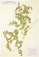 藏品(美洲野豌豆)的圖片